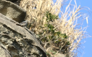 Steinrötel, Dame, Nahe zum Nest - Kamakura